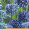 Bloembollen|Ecocheques|ohgreen 15 allium caeruleum