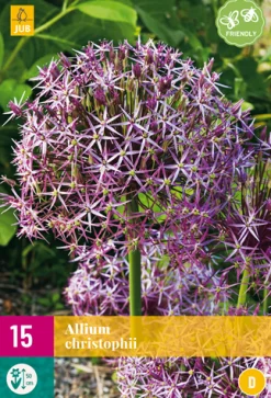 Bloembollen|Ecocheques|ohgreen 15 allium christophii