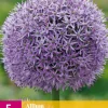 Bloembollen|Ecocheques|ohgreen 5 allium gladiator