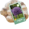 Bloembollen|Ecocheques|ohgreen 8 allium gladiator