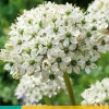 Bloembollen|Ecocheques|ohgreen 5 allium nigrum