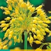 Bloembollen|Ecocheques|ohgreen 7 allium yellow fantasy