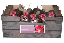 Bloembollen|Ecocheques|ohgreen 1 amaryllis roze