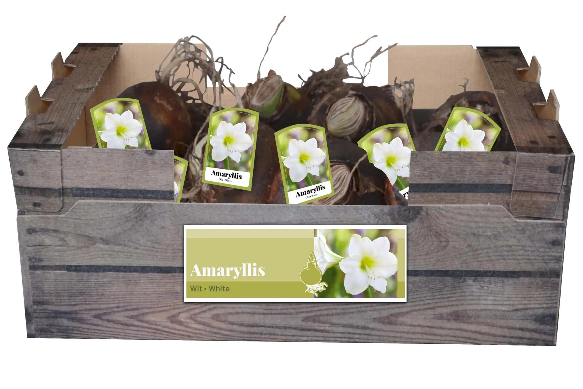 Bloembollen|Ecocheques|ohgreen 1 amaryllis wit