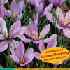 Bloembollen|Ecocheques|ohgreen 10 bloembollen crocus sativus