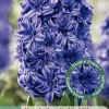 Ecocheques|Bloembollen|ohgreen 3 bloembollen hyacinthus dubbel blauw