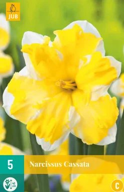 Bloembollen|Ecocheques|ohgreen 5 bloembollen narcissus cassata