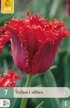 Ecocheques|Bloembollen|ohgreen 7 bloembollen tulipa calibra