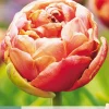 Bloembollen|Ecocheques|ohgreen 5 bloembollen tulipa copper image