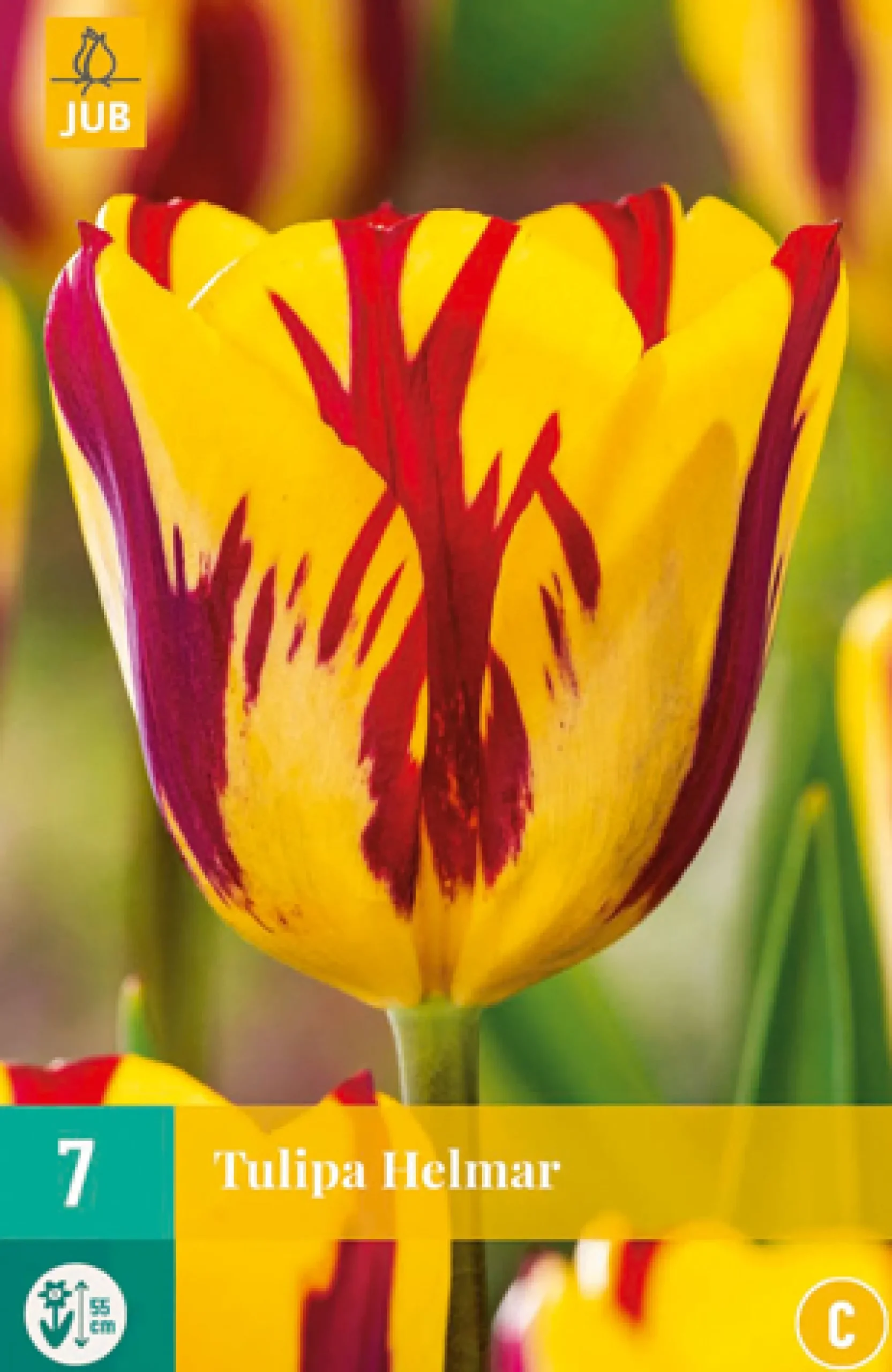 Bloembollen|Ecocheques|ohgreen 7 bloembollen tulipa helmar