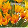 Ecocheques|Bloembollen|ohgreen 10 bloembollen tulipa praestans shogun