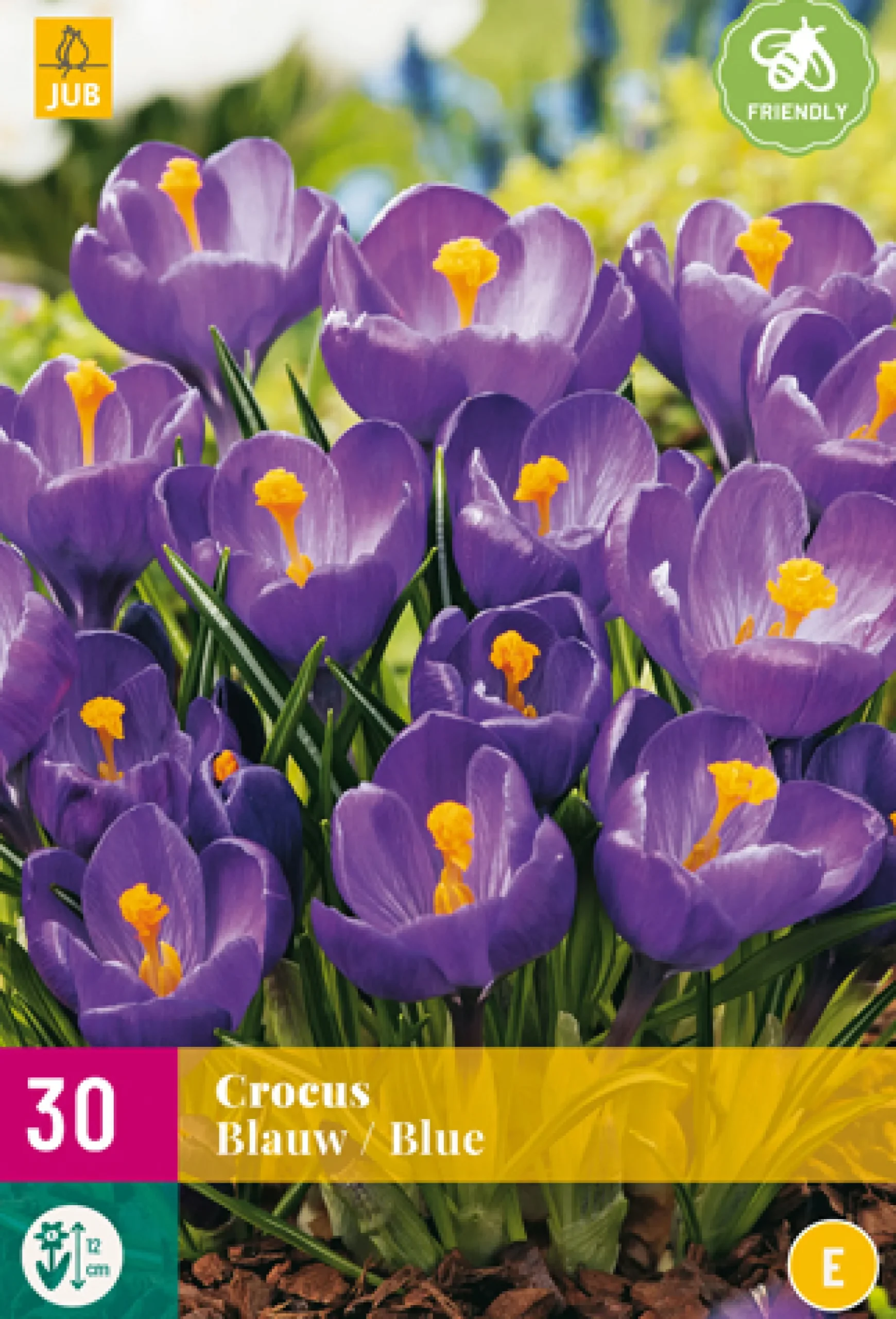 Bloembollen|Ecocheques|ohgreen 30 crocus blauw
