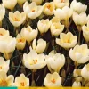 Bloembollen|Ecocheques|ohgreen 15 crocus cream beauty