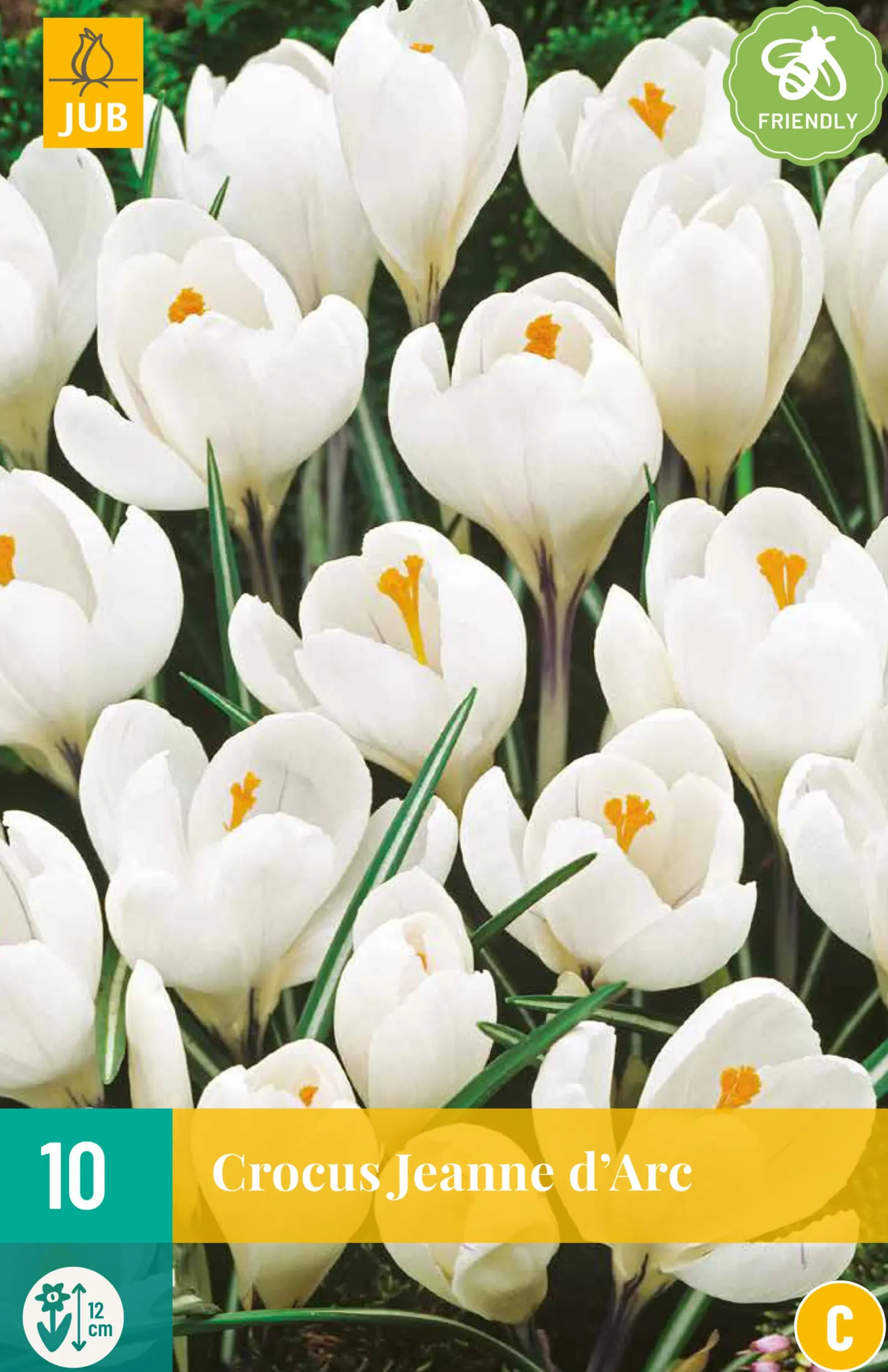 Bloembollen|Ecocheques|ohgreen 10 crocus jeanne d'arc