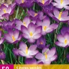 Bloembollen|Ecocheques|ohgreen 50 crocus species ruby giant
