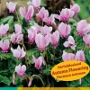 Bloembollen|Ecocheques|ohgreen 2 cyclamen hederifolium