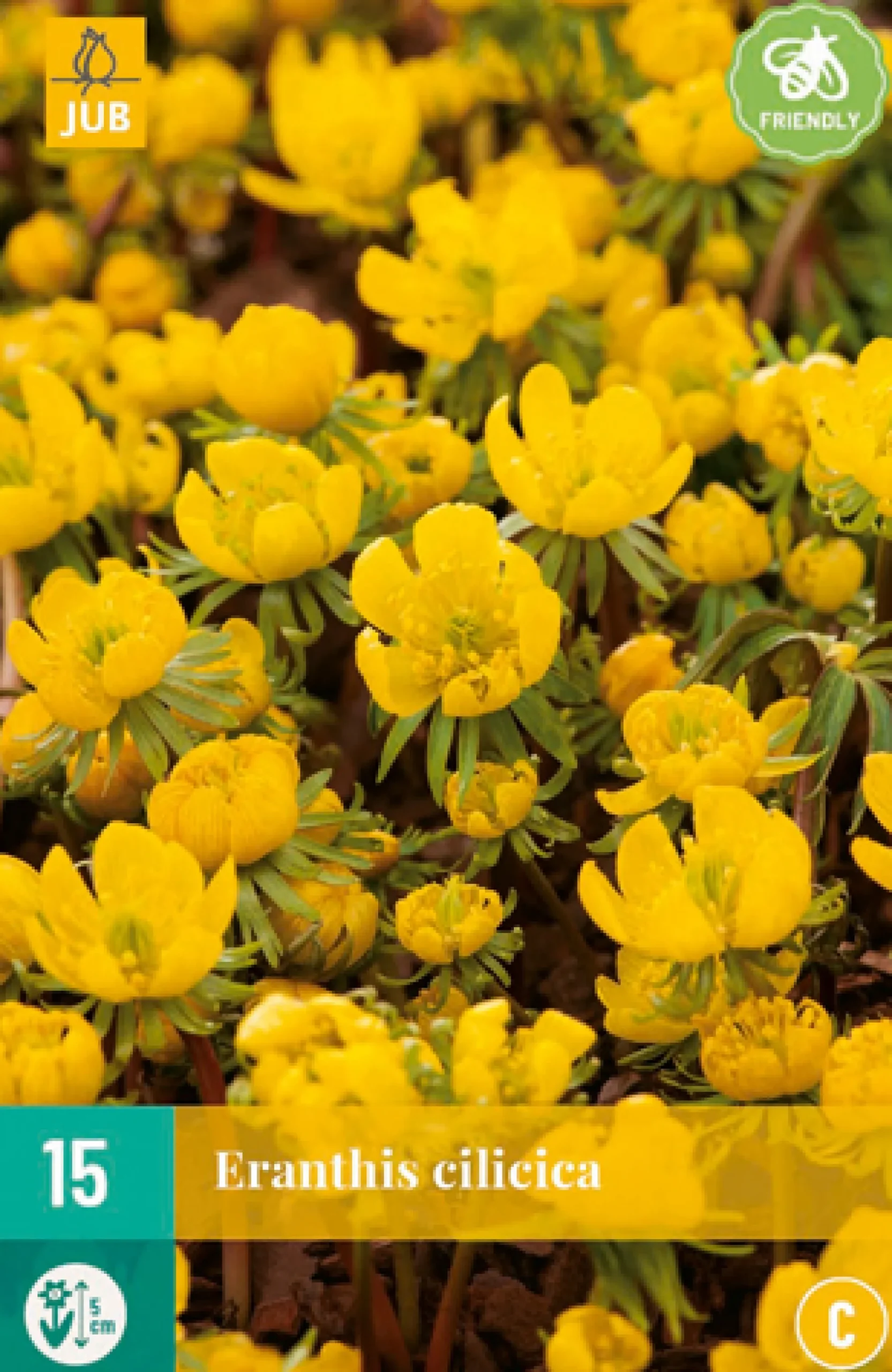 Bloembollen|Ecocheques|ohgreen 15 eranthis cilicica