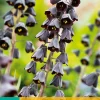 Bloembollen|Ecocheques|ohgreen 1 fritillaria persica