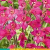 Bloembollen|Ecocheques|ohgreen 10 gladiolus comm.ssp. byzantinus