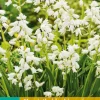 Bloembollen|Ecocheques|ohgreen 10 hyacinthoides hisp. wit