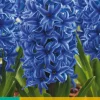 Bloembollen|Ecocheques|ohgreen 5 hyacinthus blue jacket