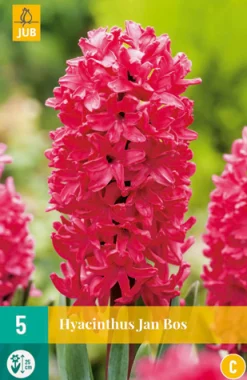 Bloembollen|Ecocheques|ohgreen 5 hyacinthus jan bos