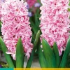 Bloembollen|Ecocheques|ohgreen 5 hyacinthus pink surprise