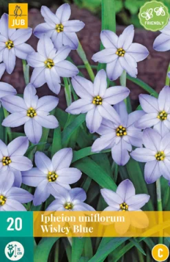 Bloembollen|Ecocheques|ohgreen 20 ipheion un. wisley blue
