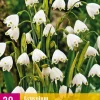 Bloembollen|Ecocheques|ohgreen 20 leucojum aestivum