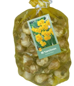 Bloembollen|Ecocheques|ohgreen 80 narcissus botanisch geel