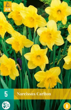 Bloembollen|Ecocheques|ohgreen 5 narcissus carlton