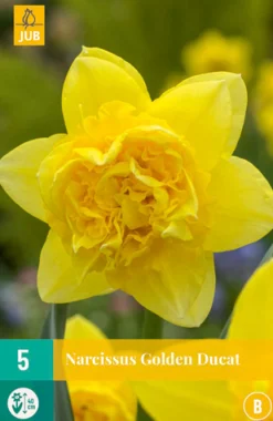 Bloembollen|Ecocheques|ohgreen 5 narcissus golden ducat