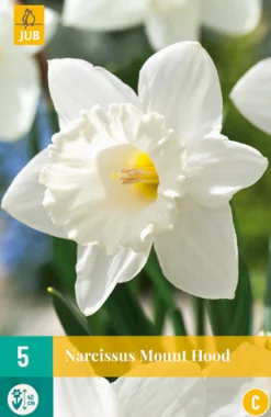 Bloembollen|Ecocheques|ohgreen 5 narcissus mount hood