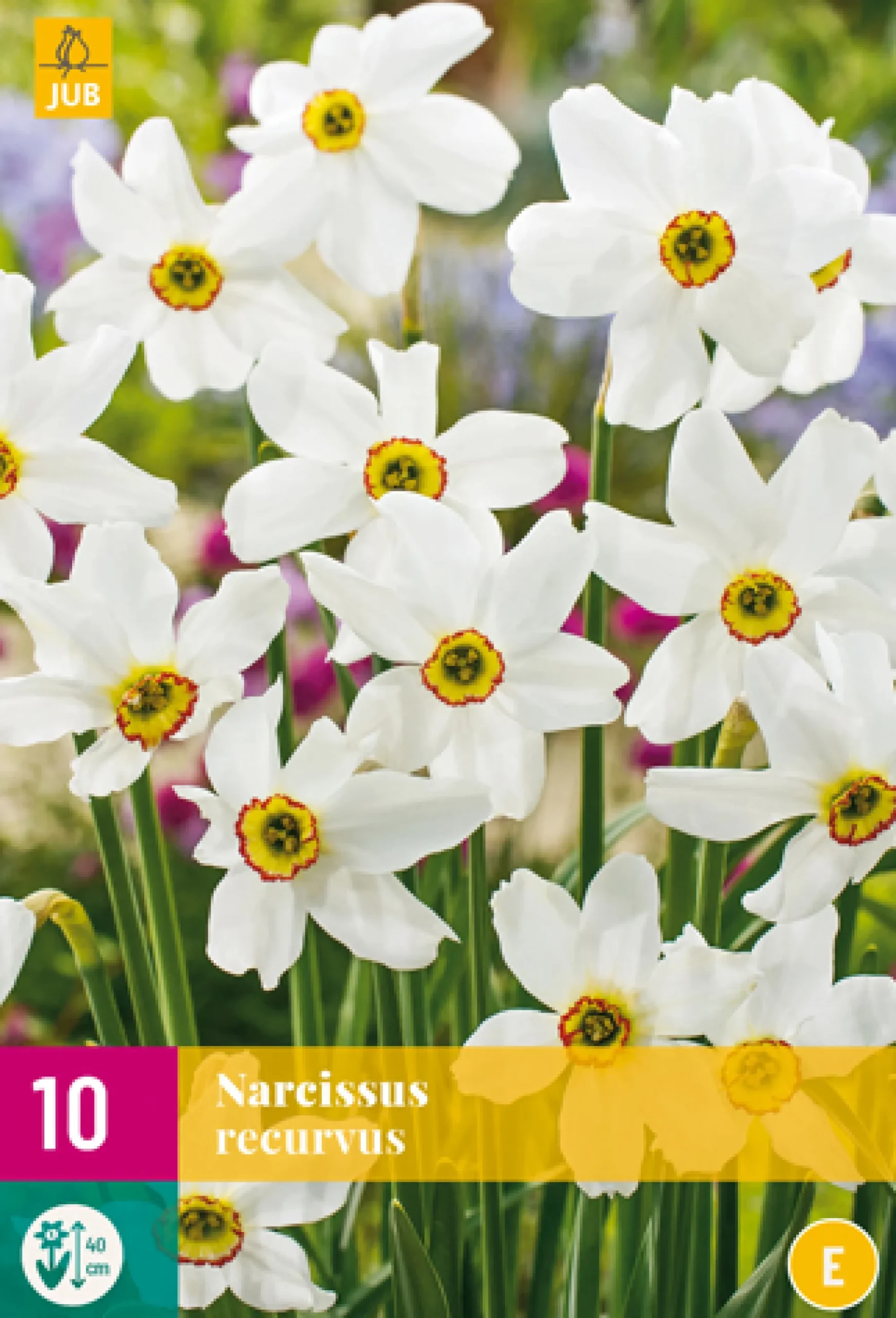 Bloembollen|Ecocheques|ohgreen 10 narcissus recurvus