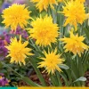 Bloembollen|Ecocheques|ohgreen 5 narcissus rip van winkle