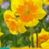 Bloembollen|Ecocheques|ohgreen 5 narcissus slice of life