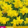 Bloembollen|Ecocheques|ohgreen 25 narcissus tête-à-tête