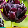 Bloembollen|Ecocheques|ohgreen 5 tulipa black hero