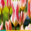 Bloembollen|Ecocheques|ohgreen 10 tulipa clusiana stellata
