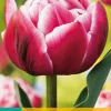 Bloembollen|Ecocheques|ohgreen 7 tulipa columbus