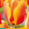 Bloembollen|Ecocheques|ohgreen 7 tulipa flair