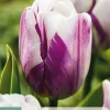 Bloembollen|Ecocheques|ohgreen 7 tulipa flaming flag