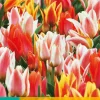 Bloembollen|Ecocheques|ohgreen 7 tulipa fun colours