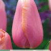 Bloembollen|Ecocheques|ohgreen 7 tulipa menton