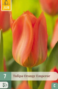 Bloembollen|Ecocheques|ohgreen 7 tulipa orange emperor