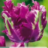 Bloembollen|Ecocheques|ohgreen 7 tulipa parrot negrita