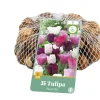 Bloembollen|Ecocheques|ohgreen 35 tulipa pastel mix