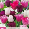 Bloembollen|Ecocheques|ohgreen 12 tulipa pastel mix