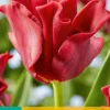 Bloembollen|Ecocheques|ohgreen 5 tulipa red dress