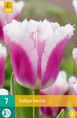 Bloembollen|Ecocheques|ohgreen 7 tulipa siesta